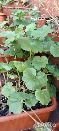 Пеларгония герань