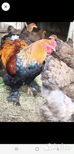 Цыплята породы Брама, Инкубацыонное яйцо