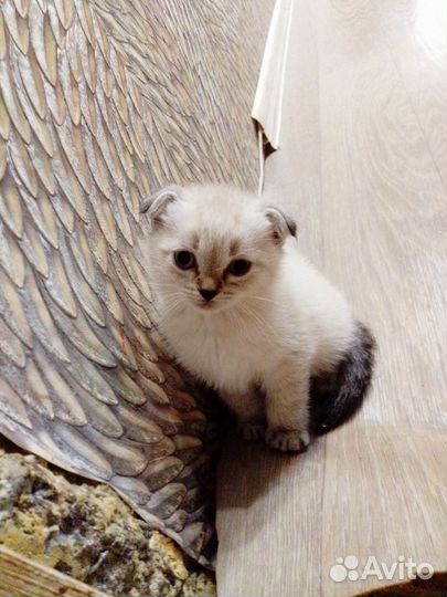 Кошки породистые