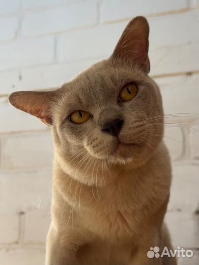 Бурманский кот вязка