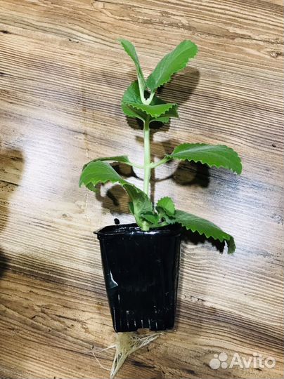 Комнатная мята, Плектрантус