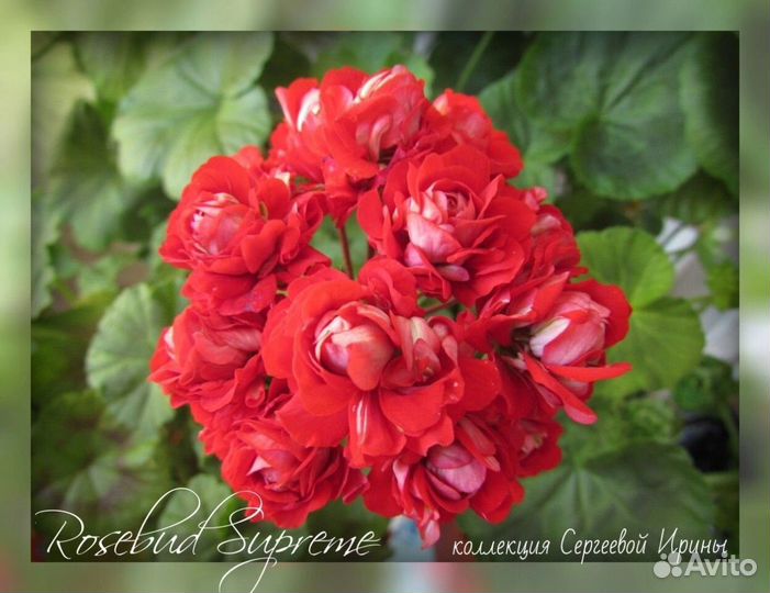 Пеларгония сортовая