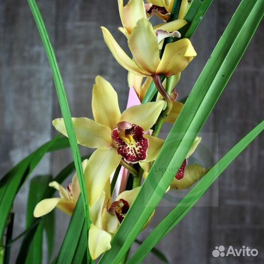 Дендробиум,цимбидиум