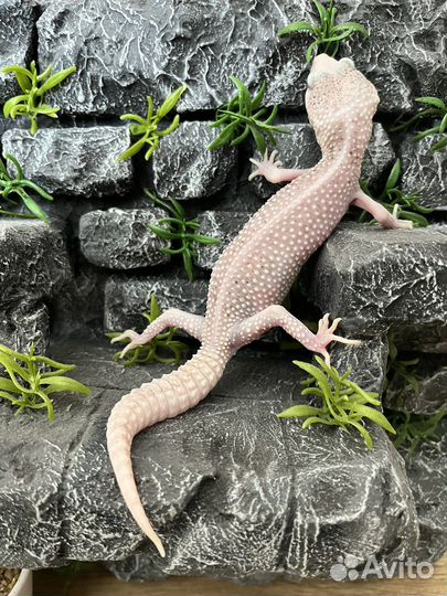 Геккон эублефар