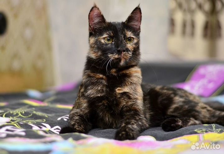 Черепаховая кошка Мура в добрые руки