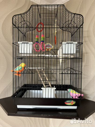 Попугай и клетка