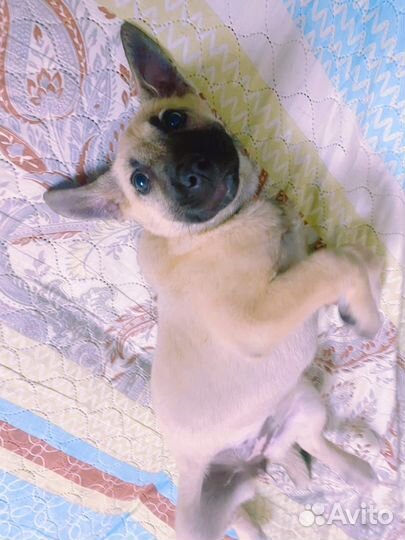 Щенок-девочка в добрые ручки