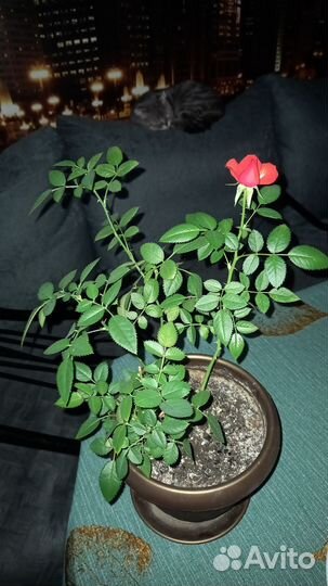 Роза комнатная