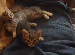 Котята от домашней кошки ищут семью(2-3 месяца)