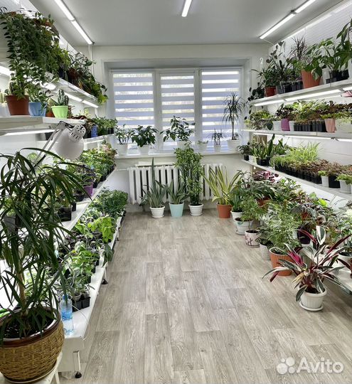 Комнатные растения цветы