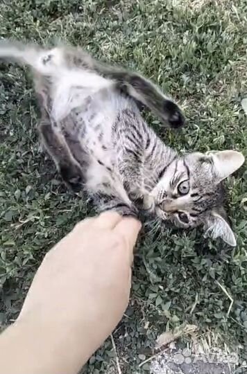 Котенок в добрые руки