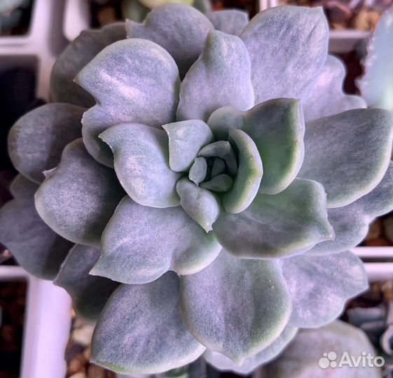 Graptoveria Harry Watson var. monstrous