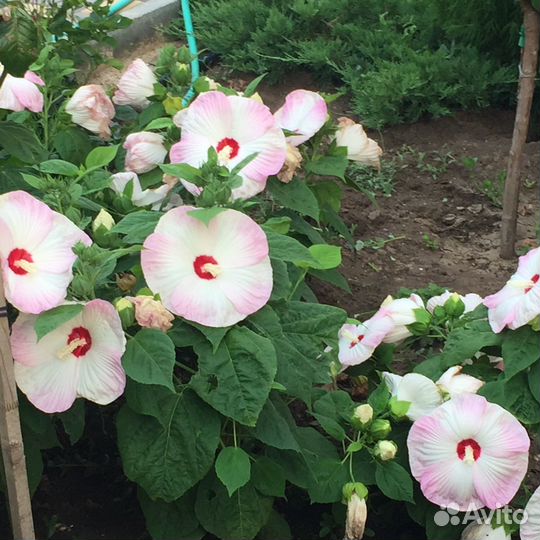 Растения для сада