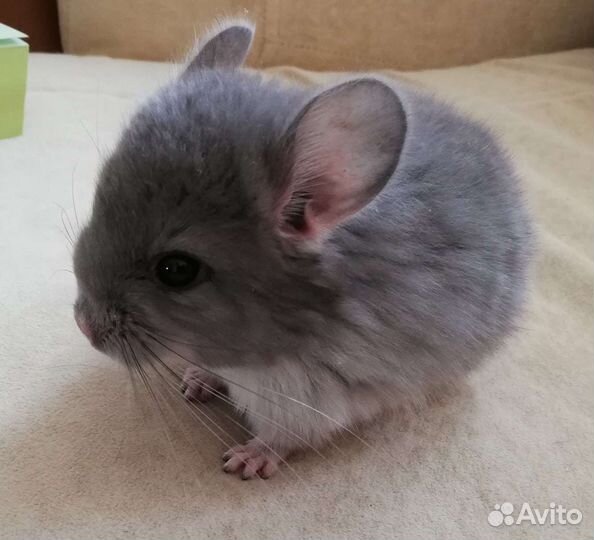 Питомник шиншилл. Шиншиллы, девочки и мальчик