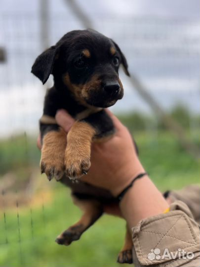 Щенки ищут дом