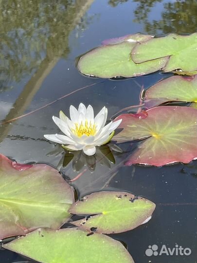 Водные растения