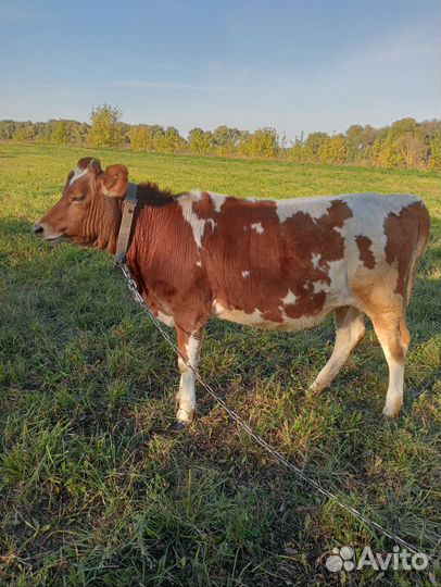 Телочка джерси