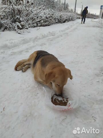 Собака Ищем дом