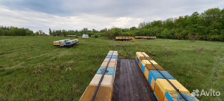 Опыление пчелами на 2024 год