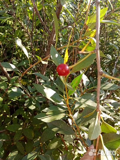 Зелень/черная смородина/чайные наборы