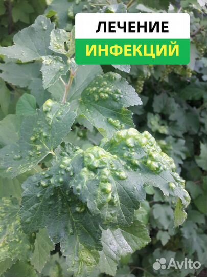 Лечение деревьев и растений от вредителей, грибков