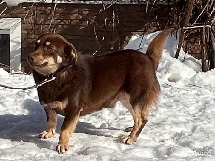 Отдам небольшую коротколапую собаку