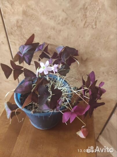 Комнатные цветы