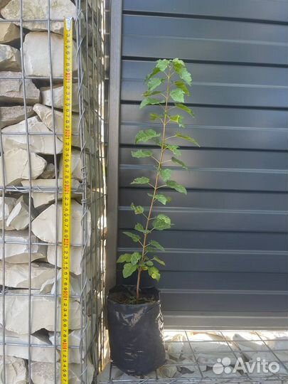 Клен Гиннала