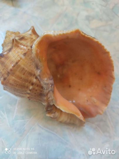 Ракушки 3 шт