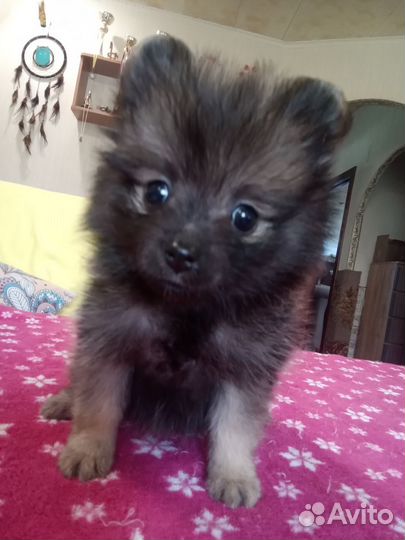 Щенки шпица,девченка