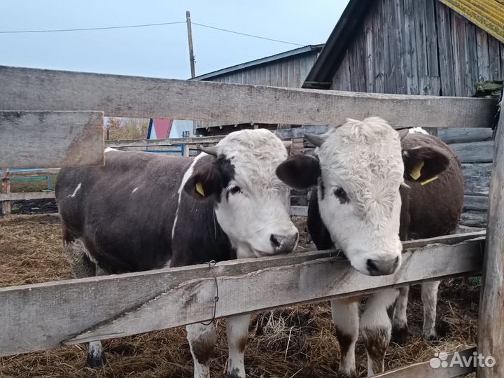 Телята бычки и коровы