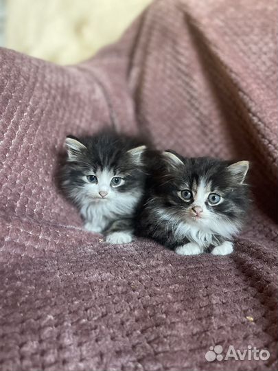 Отдам котят в добрые руки