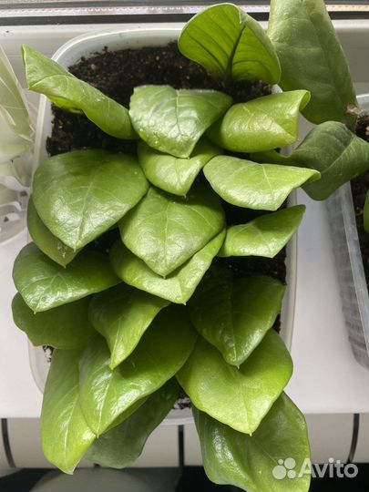 Замиокулькас долларовое дерево