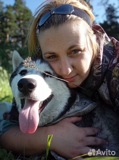 Маламут, щенки маламута