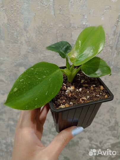 Филодендрон White Wizard