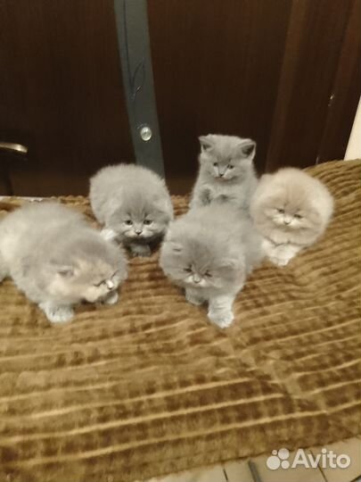 Британские котята