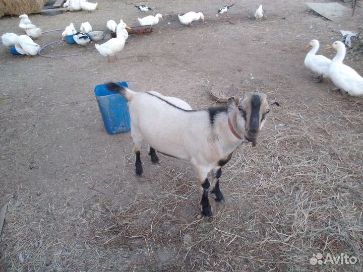 Козлик ламанча 6 мсяцев