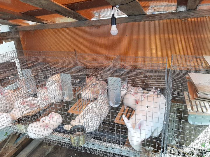 Кролики на племя: Белый паннон и др.есть 