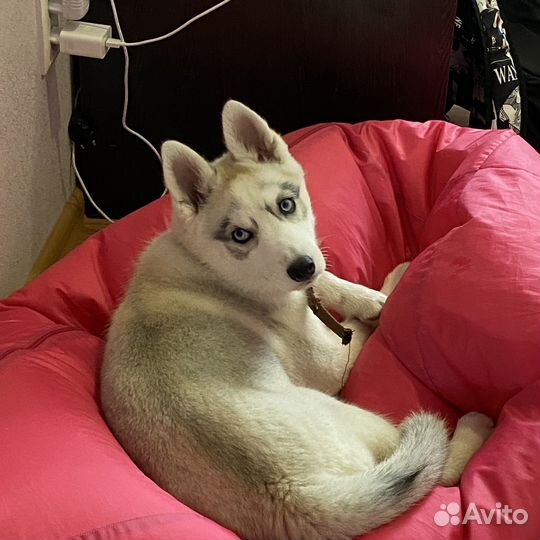 Сибирский хаски девочка