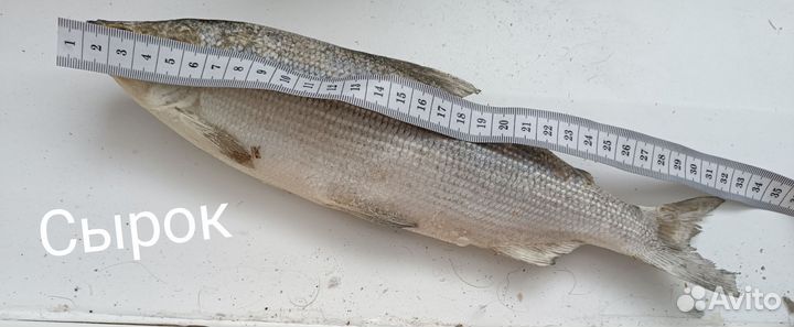 Рыба свежемороженая