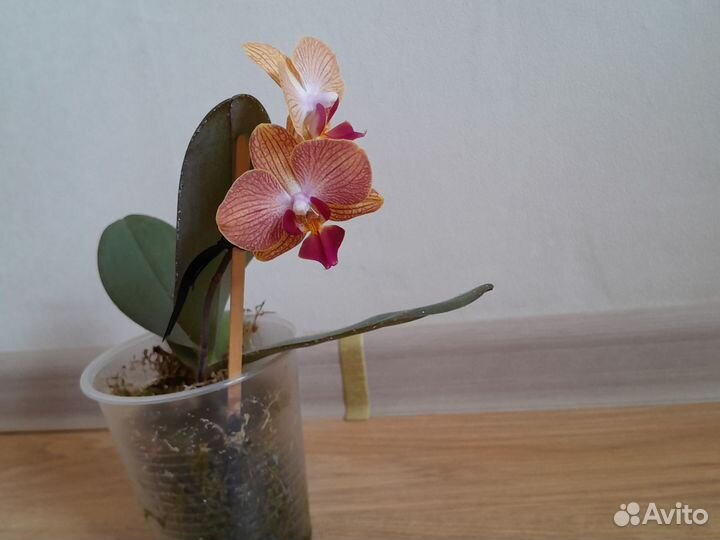 Орхидея фаленопсис