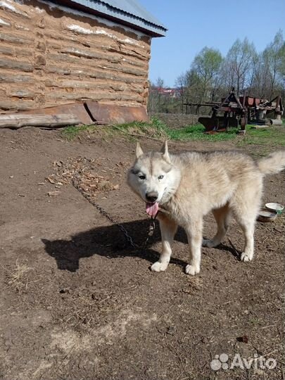 Хаски 3 с лишним года