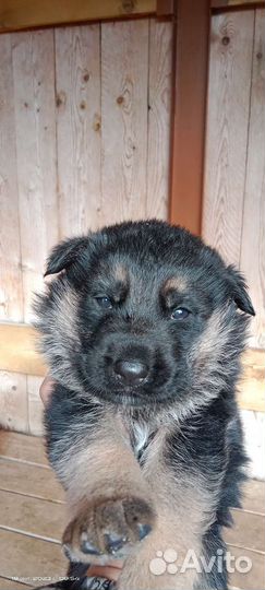 Немецкая овчарка