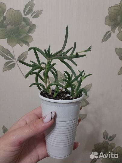 Делосперма