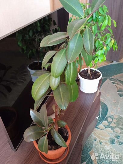 Комнатные цветы