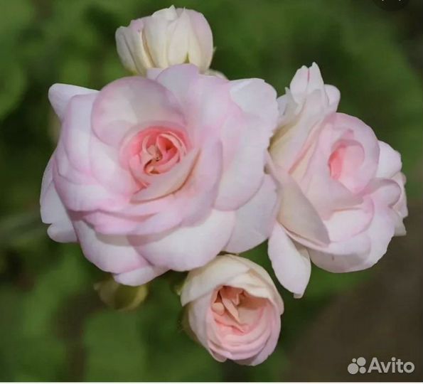 Пеларгония герань