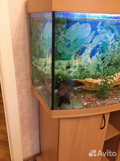 Аквариум 300 литров с тумбой