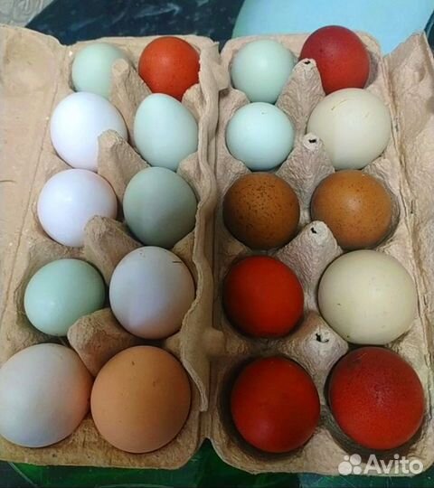 Домашние куриные яйца