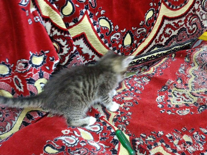 Шотландская кошка