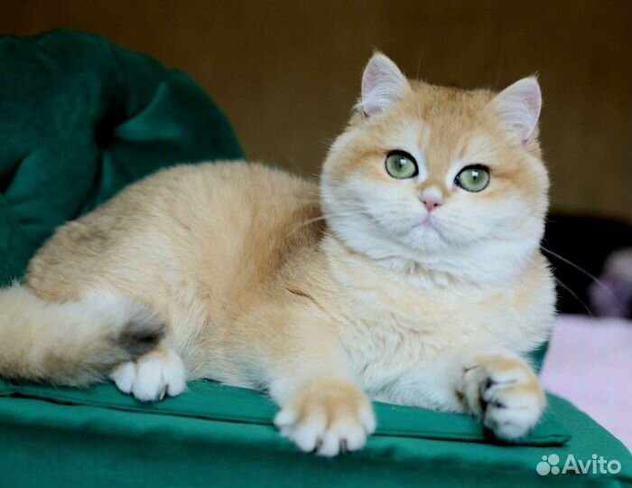 Британский мальчик золотая шиншилла